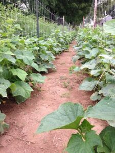 cucumber plants