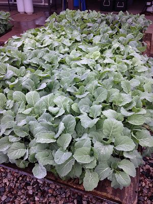 seedlings bursting from tray