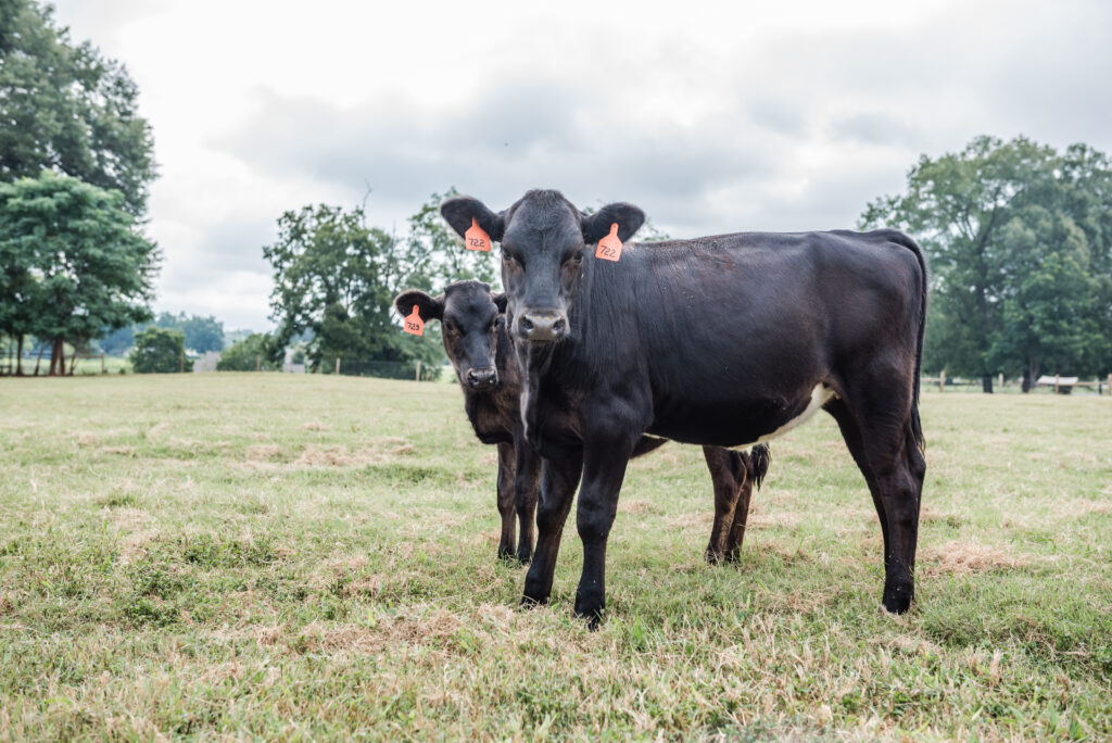 Rock House Creamery Dairy Cows