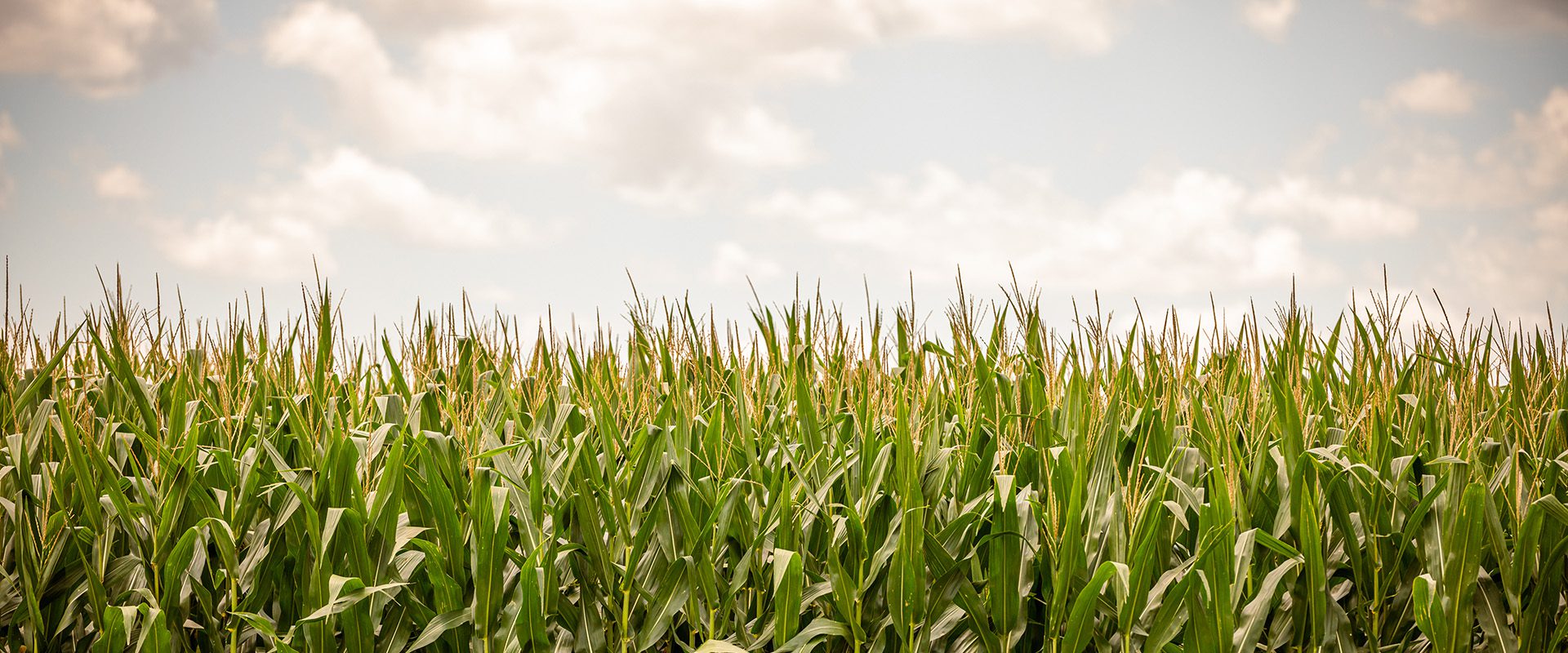 kelly-grows-businesses-kelly-products